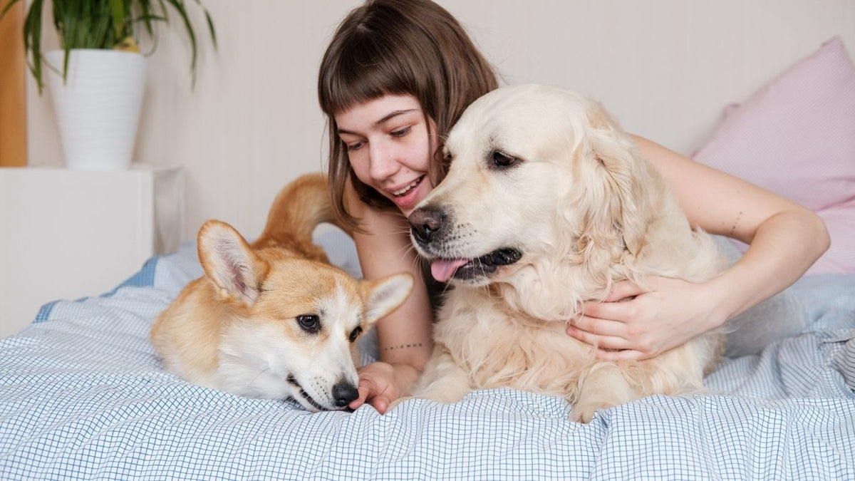 A woman spending quality time indoors with her dogs, creating a cozy and joyful atmosphere. Perfect for pet lovers and indoor moments